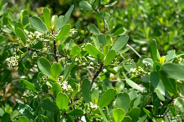 Cây Cọc vàng. Lumnitzera racemosa Willd - Cây Thuốc Nam Quanh Ta
